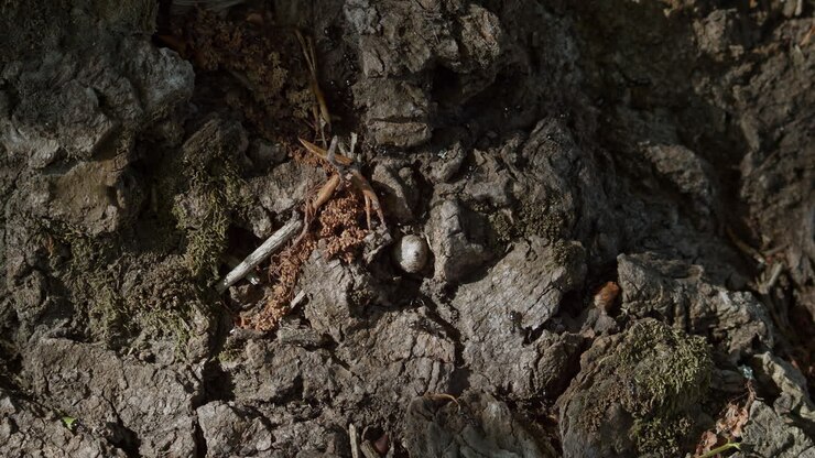 Formiche in cerca di cibo sul tronco di un vecchio albero.