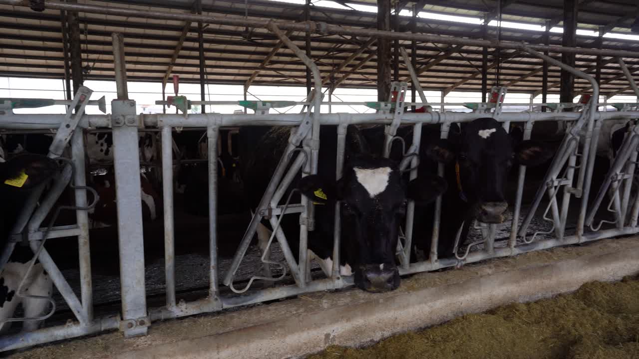 Dutch Breed Cows in Stable: Milk Production and Processing for Livestock Dairy Products Industry