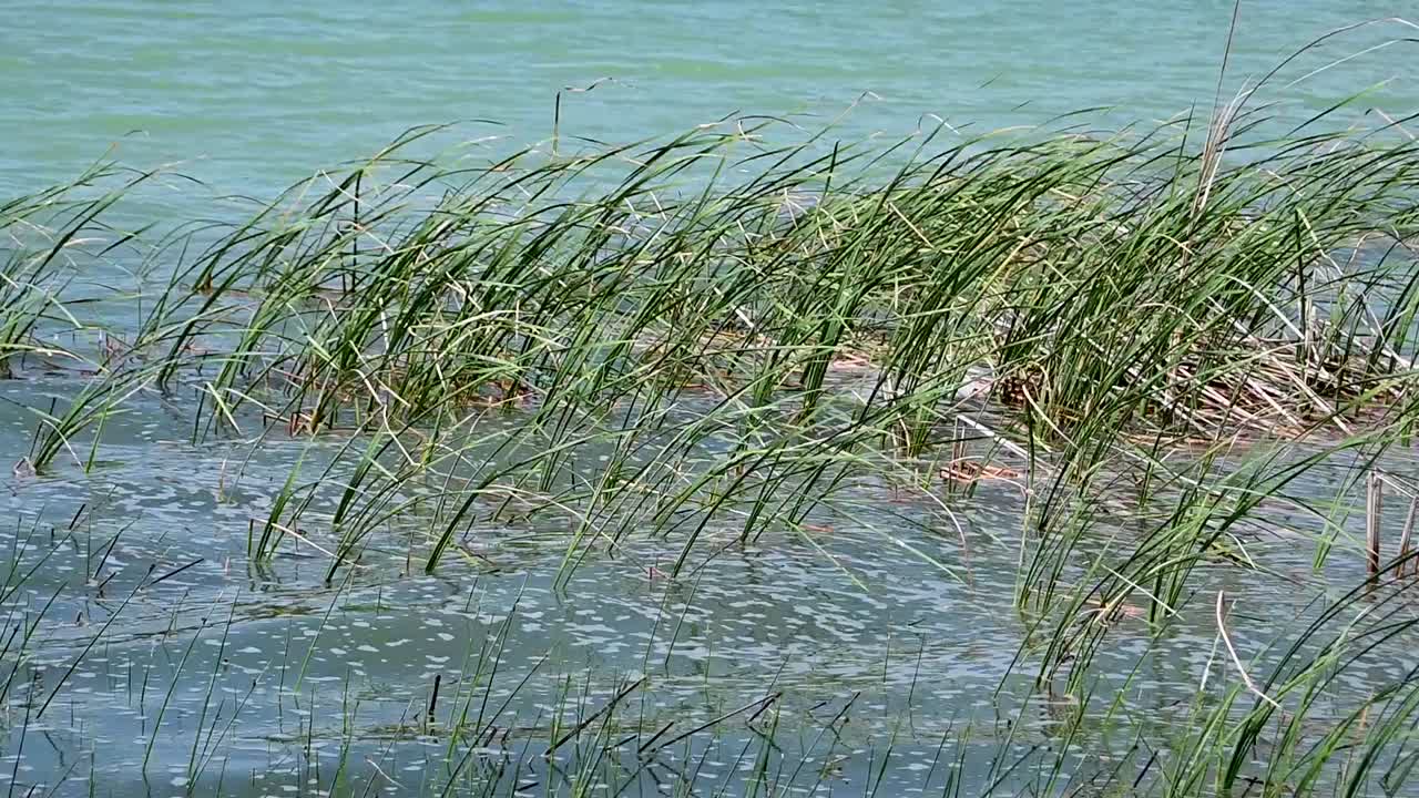 Plant life near the shore of lake