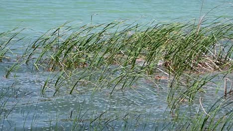 plant life near the shore of lake