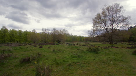 Extra-Weite-Aufnahme-Einer-Waldlichtung-Wiese-Buschland-In-Einem-Wald-In-Nottinghamshire