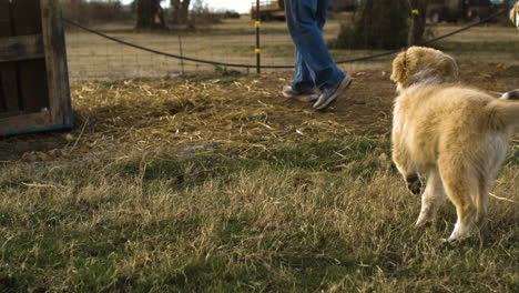 Farm-scene-with-two-dogs-playing-outside-at-golden-hour,-slow-motion,-day