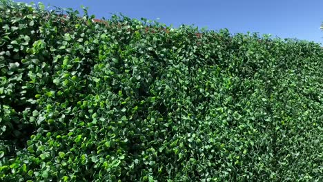 pared verde del topiario