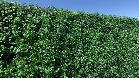 green topiary wall