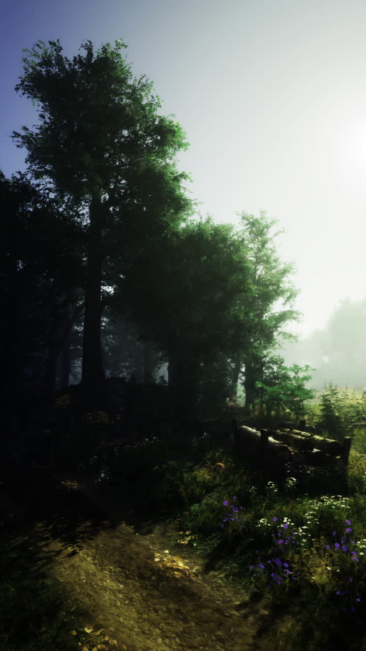 A serene morning in a misty forest reveals natures tranquility and beauty