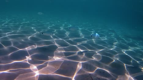 pez dorado nadando en el lecho marino con reflejos de luz solar y refracciones sobre el suelo oceánico