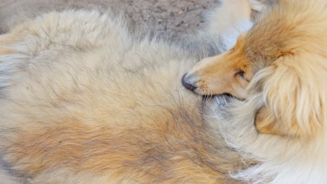 a slow cinematic shot of a rough collie grooming himself while laying on the ground