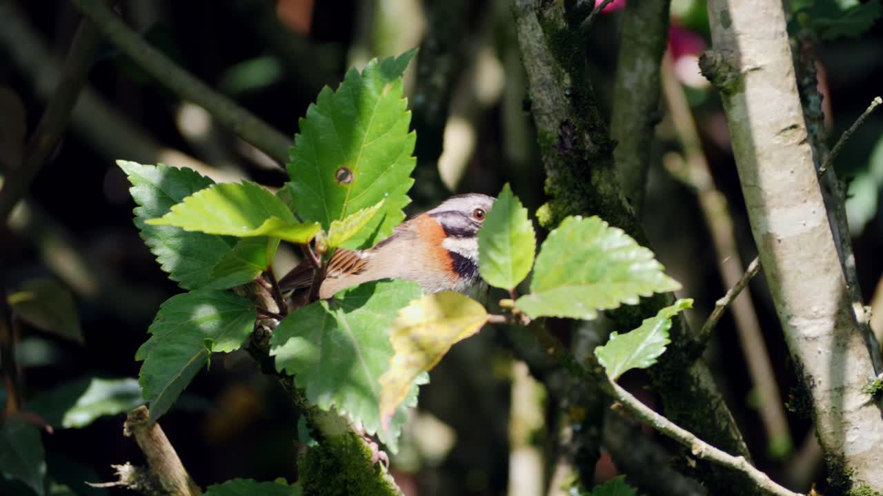 Sparrow bird on the tree, brown sparrow on the green tree looking for food
