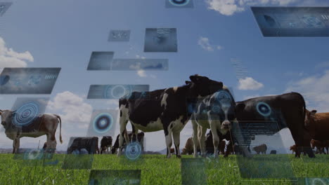 cows grazing in field with digital data processing animation overlaid