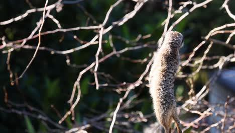 a meerkat stands alert, observing surroundings