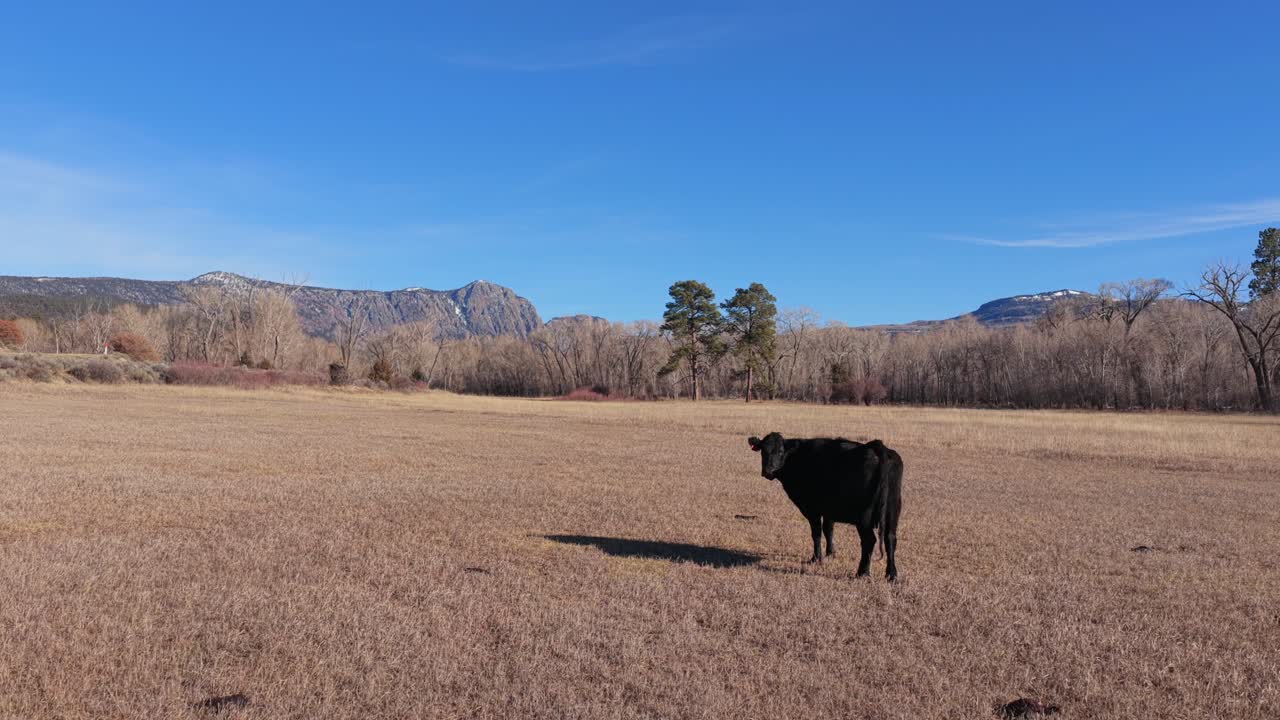Una prospettiva drammatica da drone cattura una singola mucca nera che pascola in un prato invernale dorato. Imponenti scogliere rocciose a picco e un vasto cielo blu creano un paesaggio aspro e di alta quota in 4K.