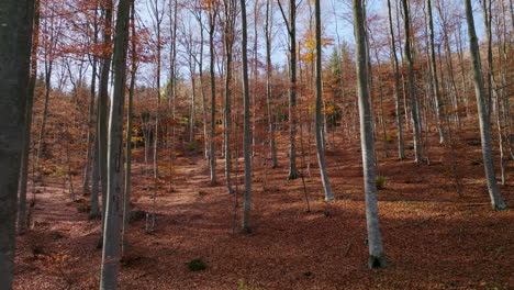 autumn forest with fallen leaves