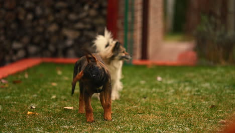 belgian malinois, golden retriever and border collie play together in grass