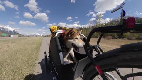 dor getting a ride in a bike trailer