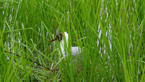 nesting gulls amongst the marsh reeds on a lakeside shallow