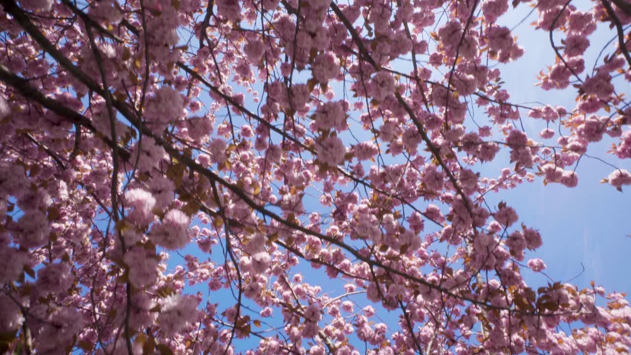 pasando lentamente bajo ramas enredadas de flores de cerezo sakura en flor