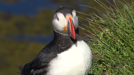 Bonito-Primer-Plano-De-Un-Lindo-Frailecillo-Posando-En-La-Costa-De-Islandia,-Cerca-De-Latrabjarg-9