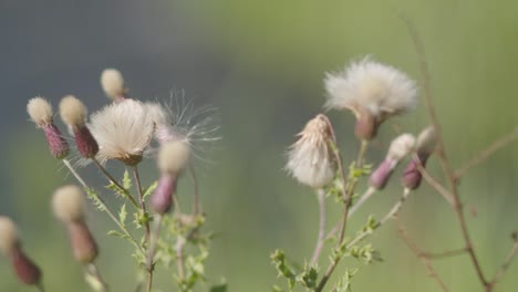 A-slow-motion-view-of-cirsiums-bending-in-the-breeze-in-a-blur