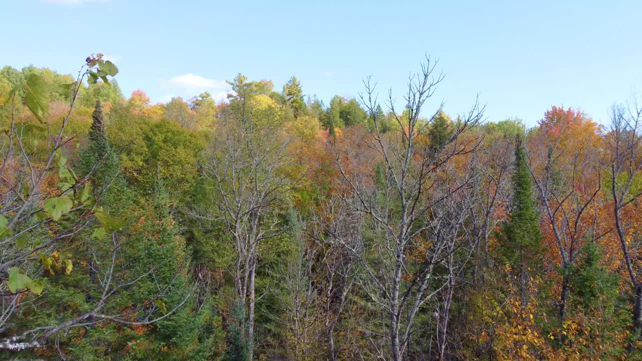 Classic drone flying through a tree of a forest in autumn