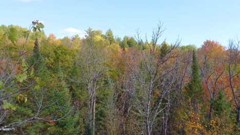 classic drone flying through a tree of a forest in autumn