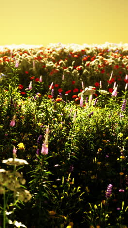 colorful wildflower meadow at sunset