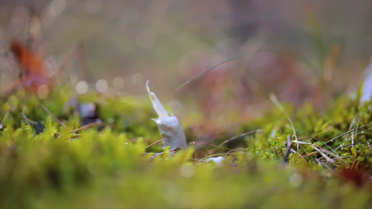 인간의 다리는 독성 버섯에 부 ⁇ 히고 날아간다.