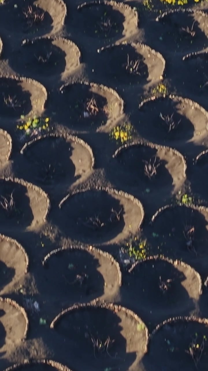 Vineyard fields shaped by volcanic soil in Lanzarote, Spain