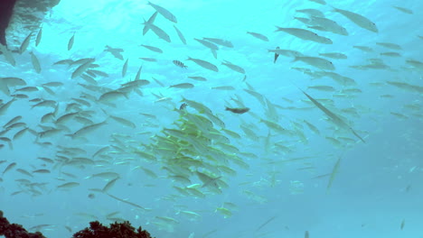 A-tropical-fish-underwater-background.-Coral-reef-life