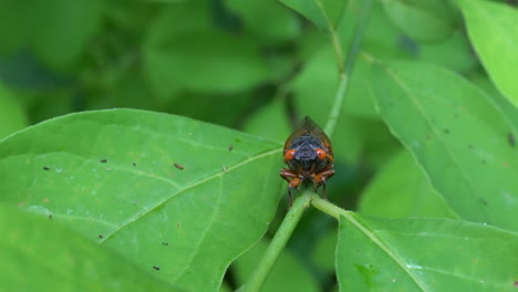 head-on view of brood x cicada sitting on plant stem