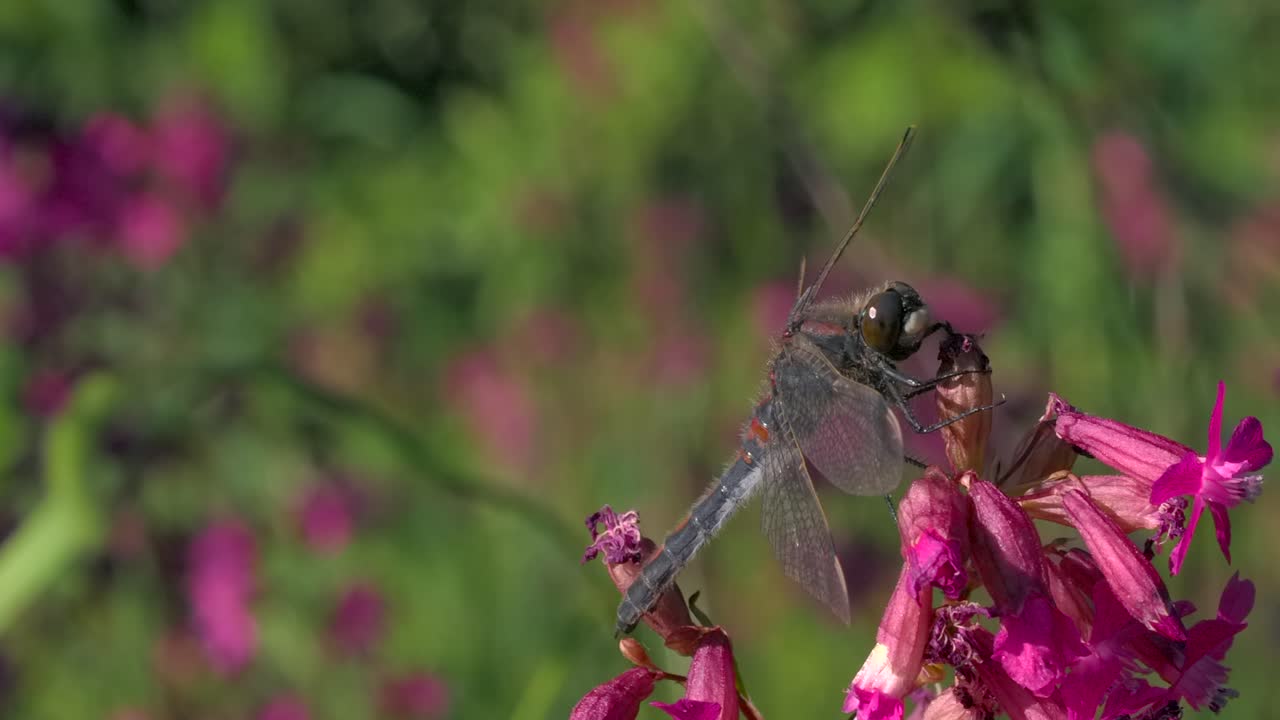 libélula en una flor