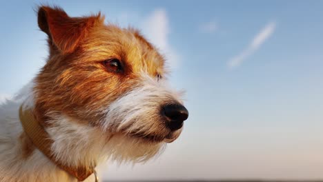 happy pet dog panting, smiling in a hot summer day