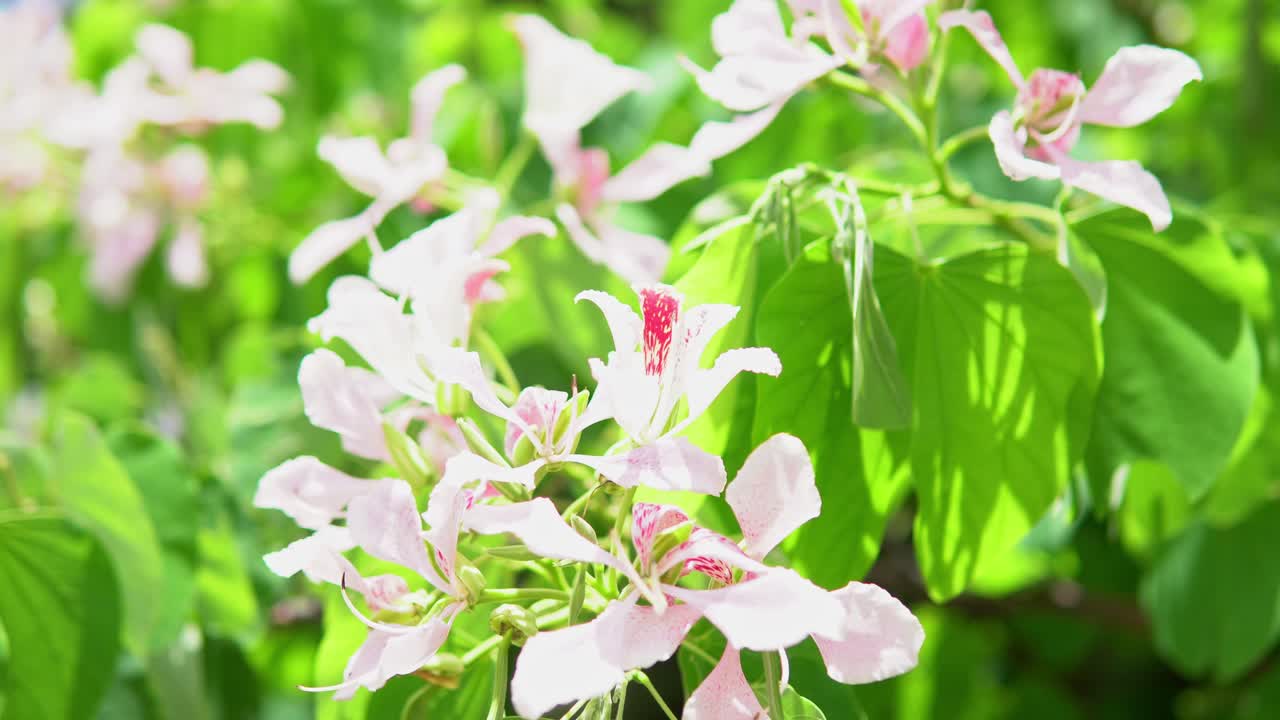 이 매혹적인 비디오 에서 식물 과 꽃 의 매혹적 인 세계 를 탐험 하십시오. 색채 와 아름다움 의 교향곡 이 여러분 에게 영감을 줄 것 입니다.