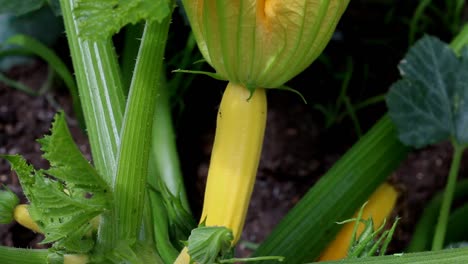 Yellow-Courgette-growing--on-plant.-June.-England.-UK