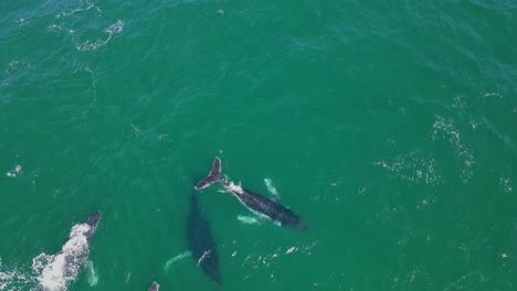 imágenes aéreas de un grupo de ballenas que migran e interactúan entre sí en el oeste de australia