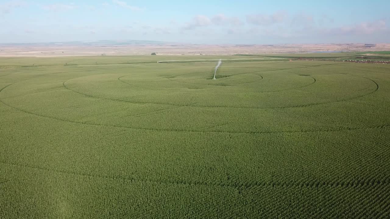 потрясающий вид с воздуха на кукурузные поля с системой централизованного орошения в бассейне реки колумбия в восточной части штата вашингтон в конце лета