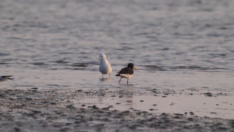 Pájaros-Caminan-Por-El-Pantano-En-La-Isla-De-Texel,-Países-Bajos