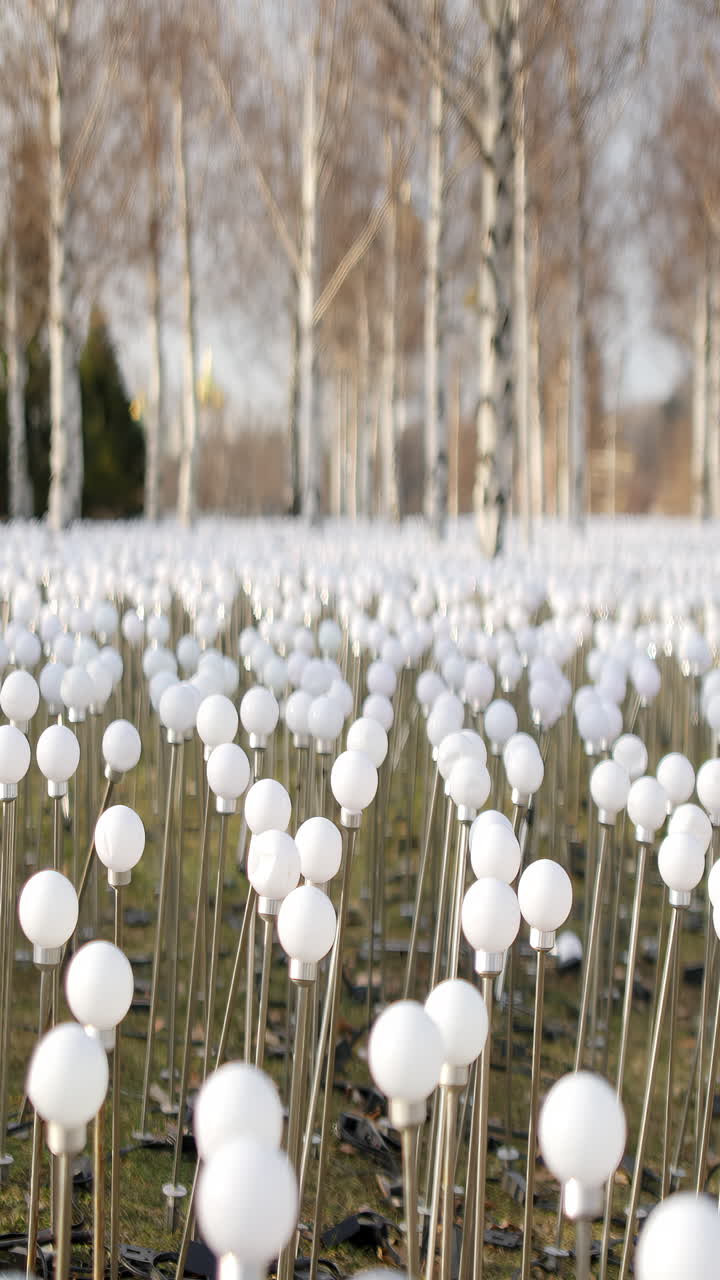 Field of White Spherical Lights with Birch Trees in the Background