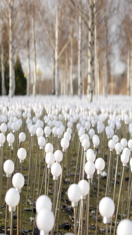 field of white spherical lights with birch trees in the background