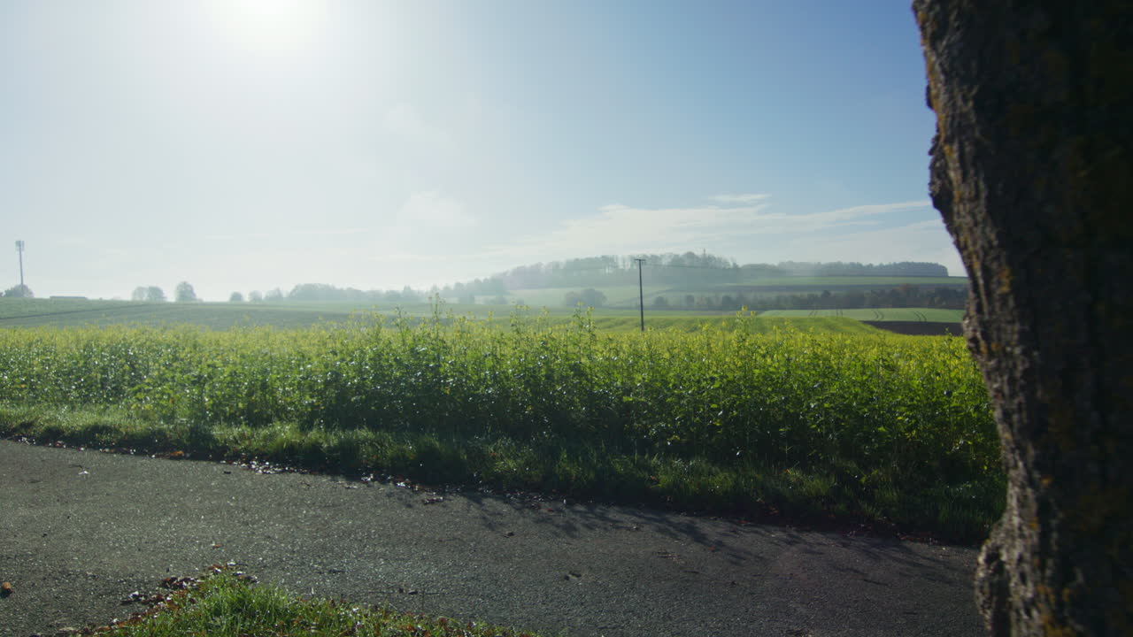 노란색 피는 흰 겨자의 흰색 샷