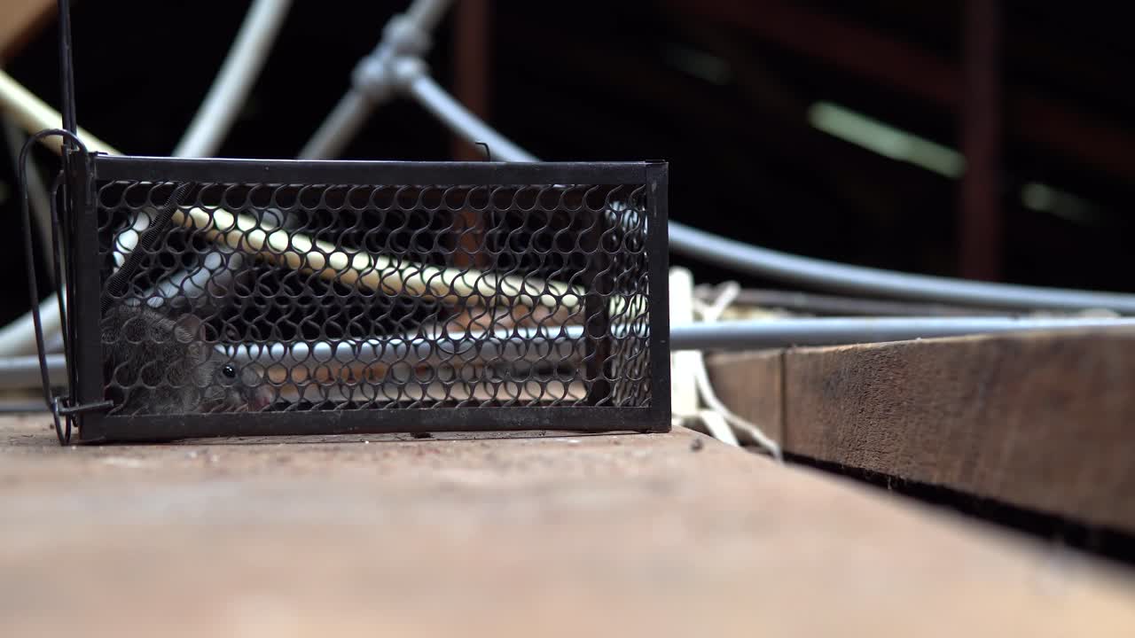Static shot of mouse or rat in live trap in attic crawlspace of home