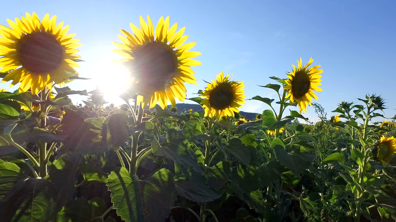 Sunflower field in breeze and background sunset sun shining