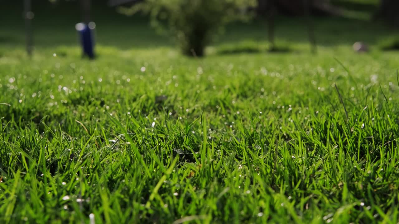 Green grass with dew drops. The camera moves Close up