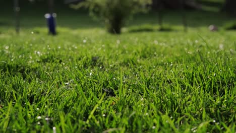 green grass with dew drops. the camera moves close up