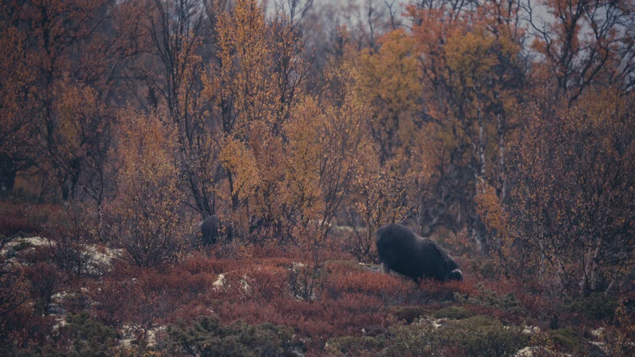 Muskoxen Feeding On Arctic Tundra In Dovrefjell, Norway In Autumn - wide