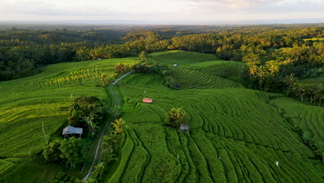 Bird's-Eye-View-Of-Rice-Plantation-In-Bali,-Indonesia