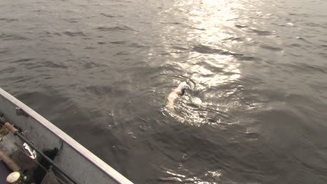 northern pike floating on it's back with a glide lure in it's mouth