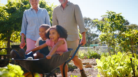 Grandchildren-Pushed-In-Barrow-By-Grandparents-Working-In-Vegetable-Garden-Or-Allotment