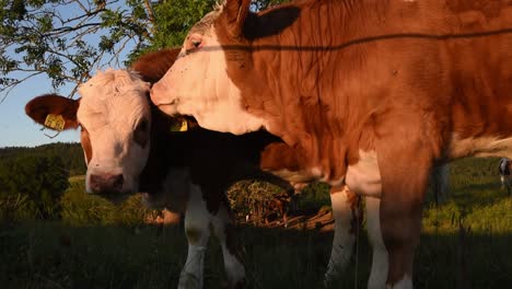 A-young-cow-and-a-bull-staying-in-a-medow,-side-view