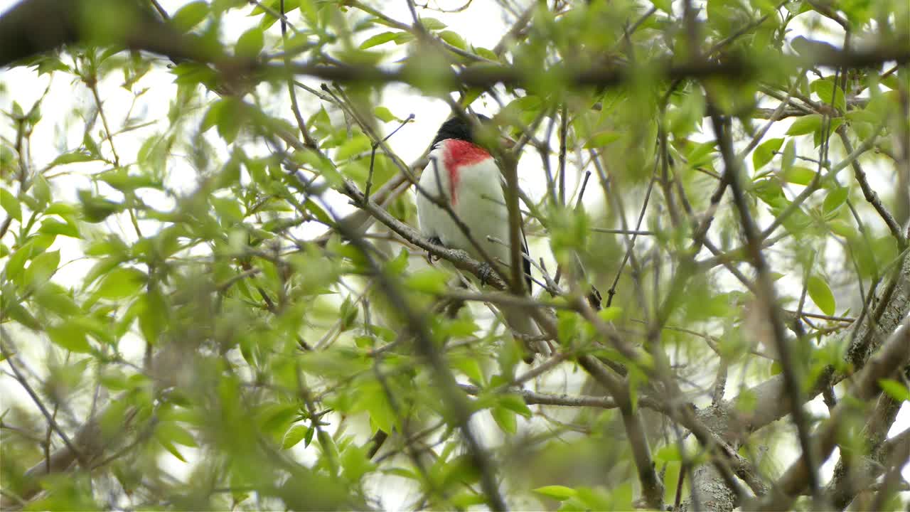 pájaro de pecho blanco-rojo descansando en la rama de un árbol de hoja verde en un bosque, disparo estático de ángulo bajo