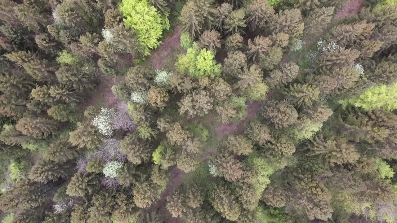 Flying over spruce trees and a few leafy. Verdun forest, Lorraine, France. Drone
